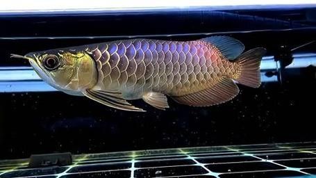 龍魚體型脊背凸起圖片