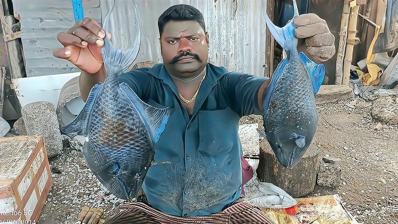 鎧甲魚是什么品種