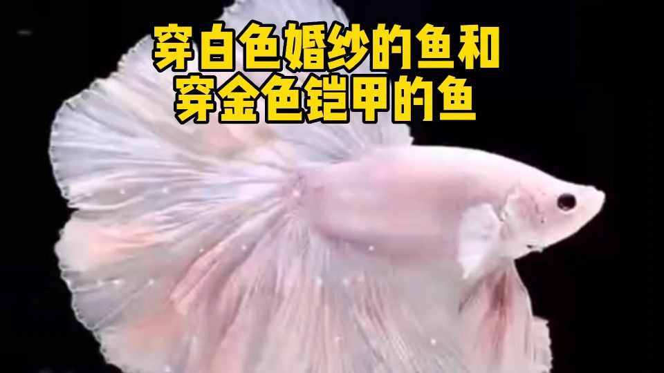 鎧甲魚是什么品種