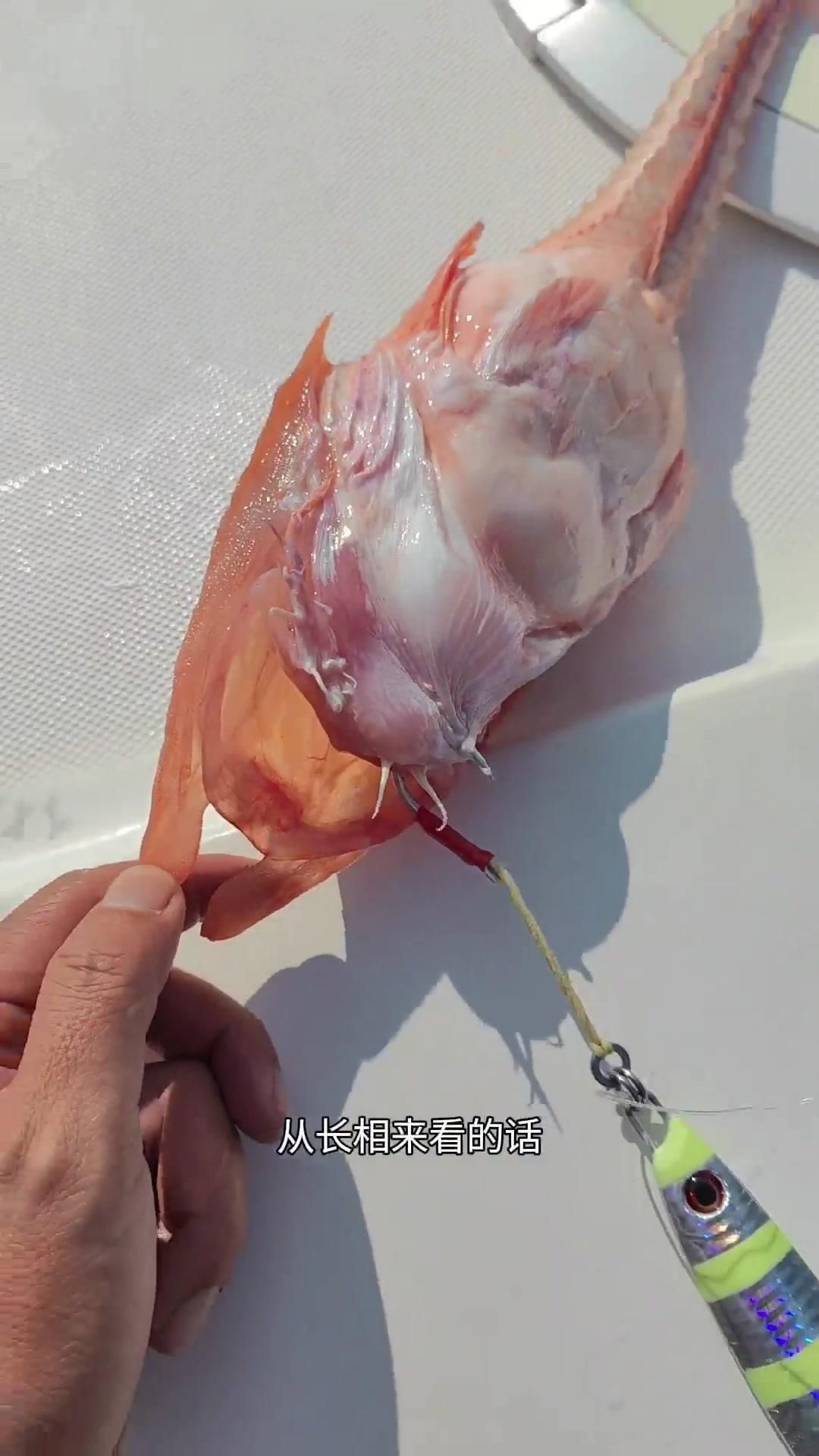 鎧甲魚是什么品種