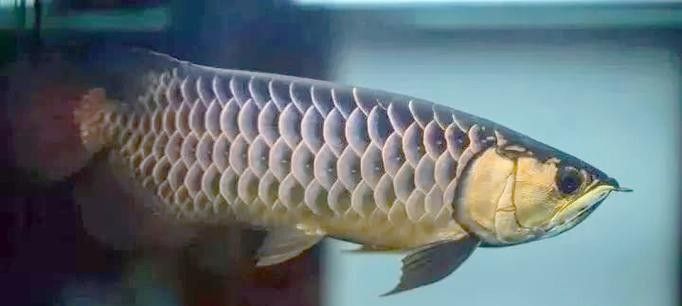 高背金龍魚多大發色好看啊圖片