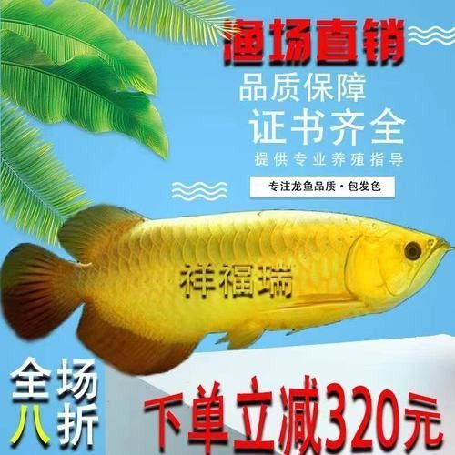 高背金龍魚多大發色好看啊圖片