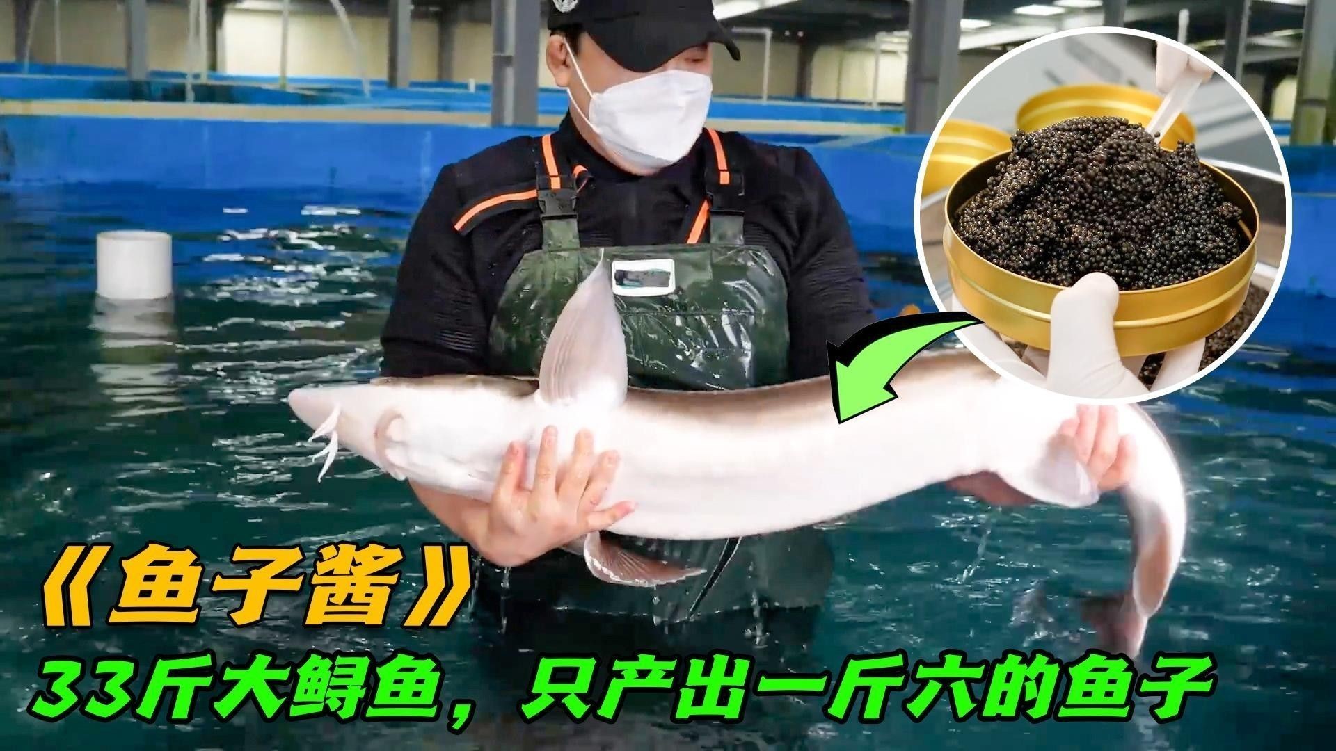 鱘龍魚的養(yǎng)殖技術(shù)