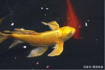 白金龍魚和金龍魚誰貴一點（世界上最貴的龍魚—白金龍魚）