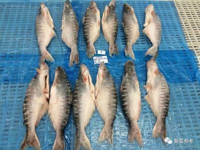 龍魚是巴沙魚嗎怎么養：巴沙魚與龍魚的區別