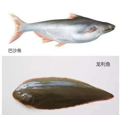 龍魚是巴沙魚嗎怎么養：巴沙魚與龍魚的區別