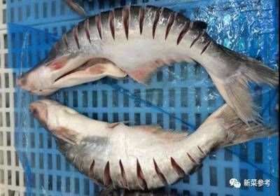 龍魚是巴沙魚嗎怎么養：巴沙魚與龍魚的區別