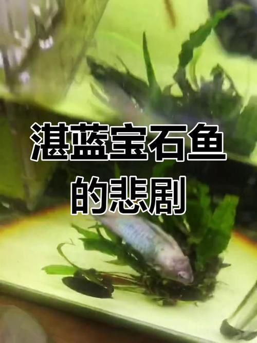藍(lán)寶石魚咬魚最怕三個東西圖片