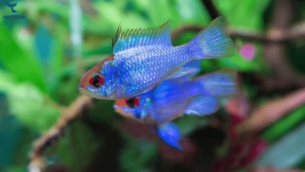 藍(lán)寶石魚咬魚最怕三個東西圖片