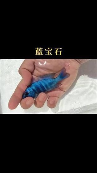 藍(lán)寶石魚咬魚最怕三個東西圖片