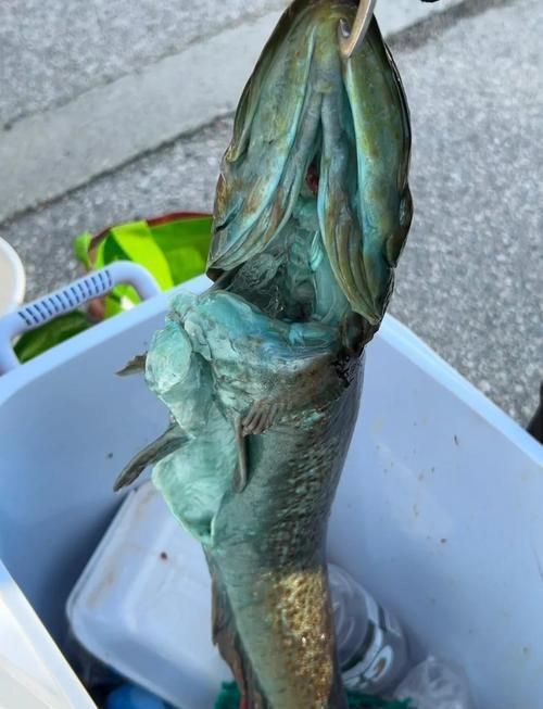 藍(lán)寶石魚咬魚最怕三個東西圖片