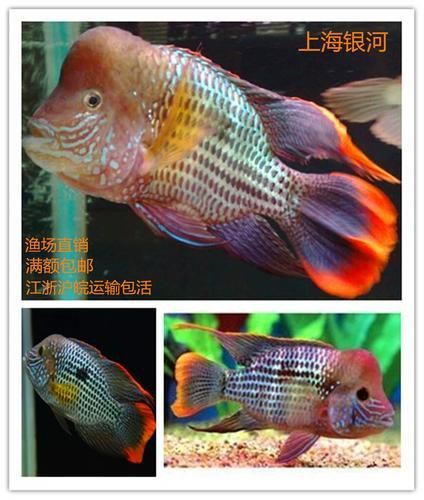 藍(lán)寶石魚咬魚最怕三個東西圖片