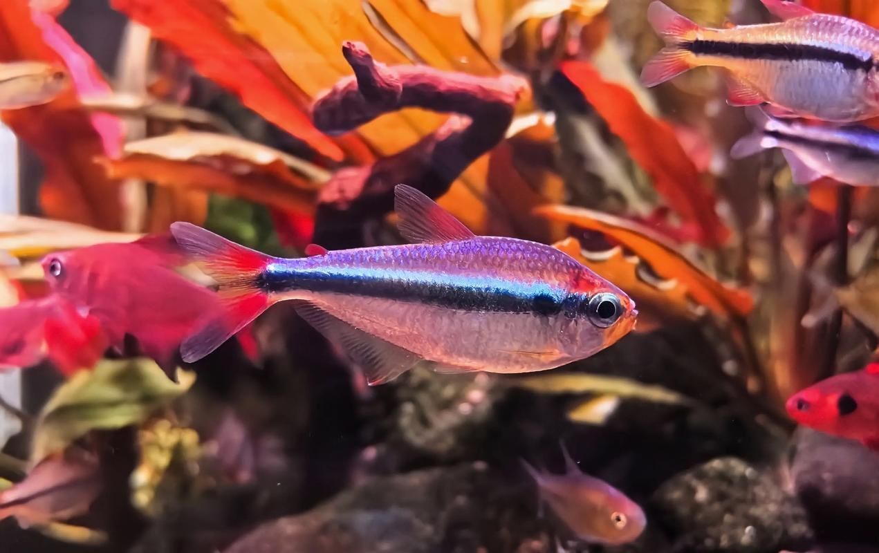 藍(lán)寶石魚咬魚最怕三個東西圖片