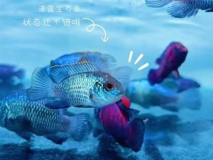 藍(lán)寶石魚咬魚最怕三個東西圖片