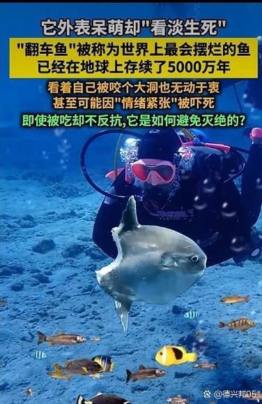 藍(lán)寶石魚咬魚最怕三個東西圖片