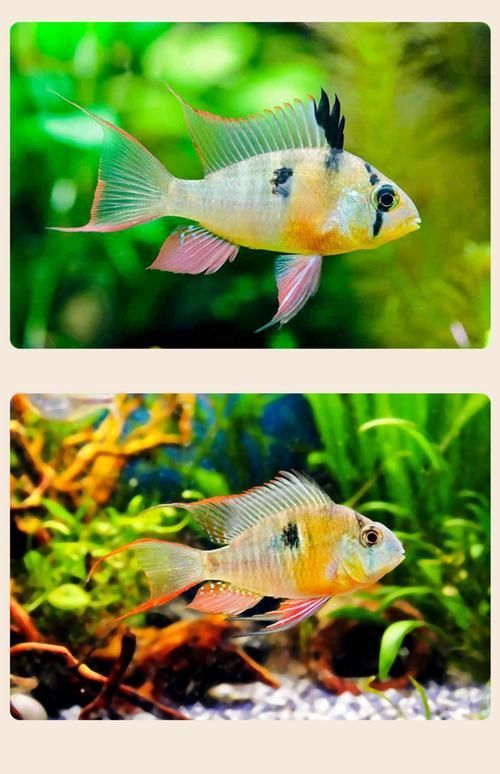 藍(lán)寶石魚咬魚最怕三個東西圖片