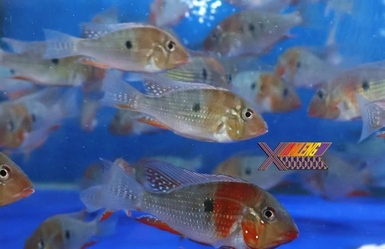 藍(lán)寶石魚咬魚最怕三個東西圖片