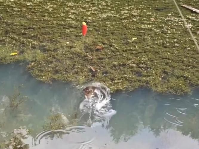 藍(lán)寶石魚咬魚最怕三個東西圖片