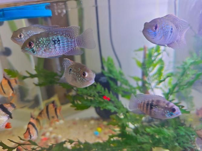 藍(lán)寶石魚咬魚最怕三個東西圖片