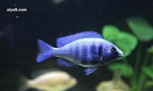 藍(lán)寶石魚咬魚最怕三個東西圖片
