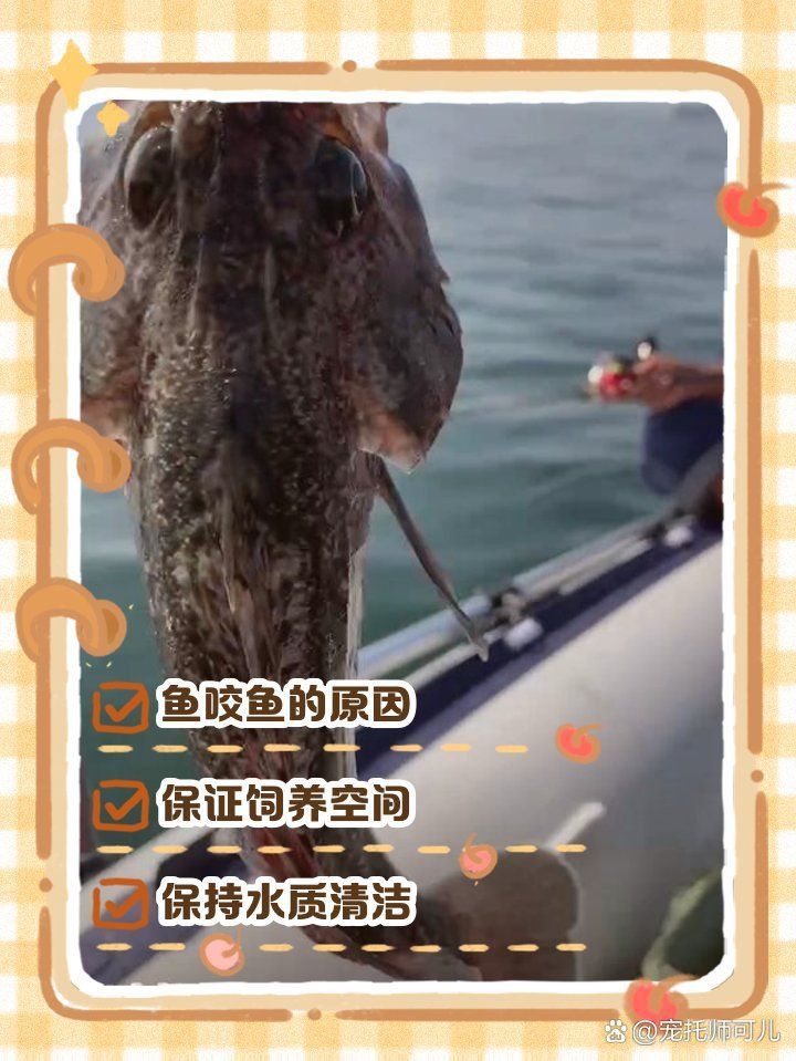 藍(lán)寶石魚咬魚最怕三個東西圖片