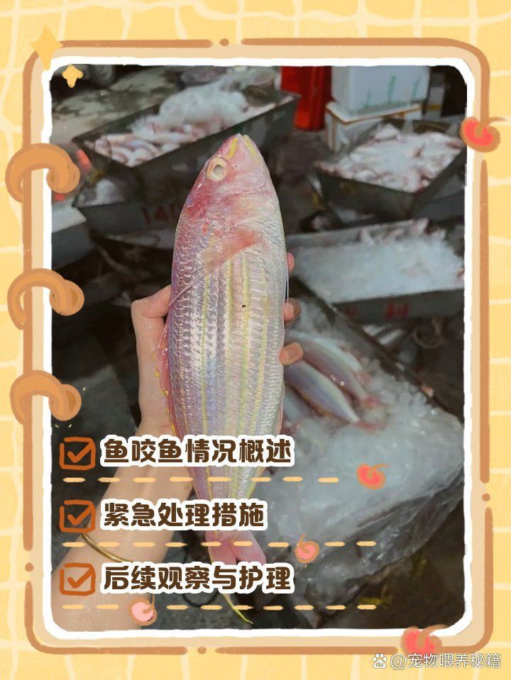 藍(lán)寶石魚咬魚最怕三個東西圖片