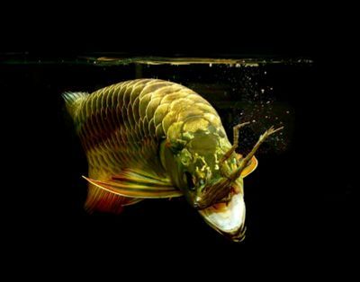 金龍魚水質要求PH值多少：金龍魚水質要求ph值多少