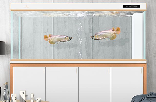 可麗愛魚缸換水流程視頻教程（如何自制魚缸換水工具魚缸換水后水質穩定方法）