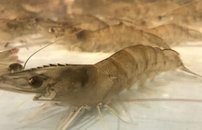 龍魚喂河蝦還是基圍蝦：喂龍魚河蝦是基圍蝦還是基圍蝦，需要綜合考慮多種因素