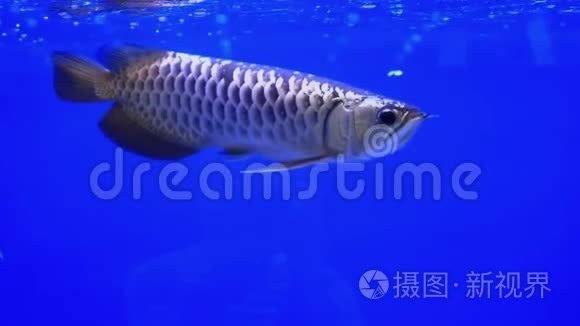 龍魚視頻播放下載 龍魚視頻播放下載 龍魚百科 第3張