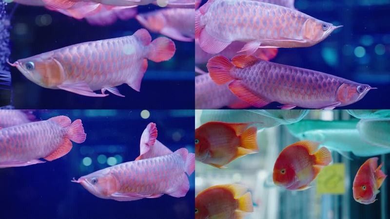 龍魚視頻播放下載 龍魚視頻播放下載 龍魚百科 第1張