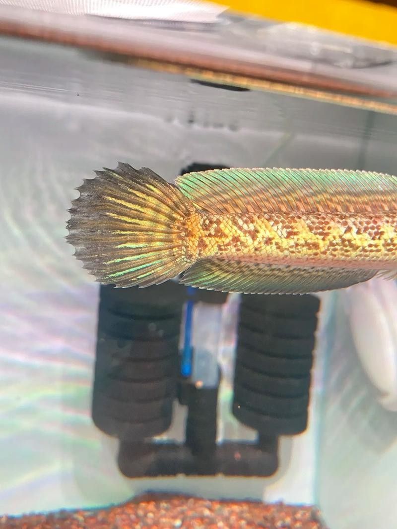 雷龍魚(yú)尾巴爛了怎么辦圖片