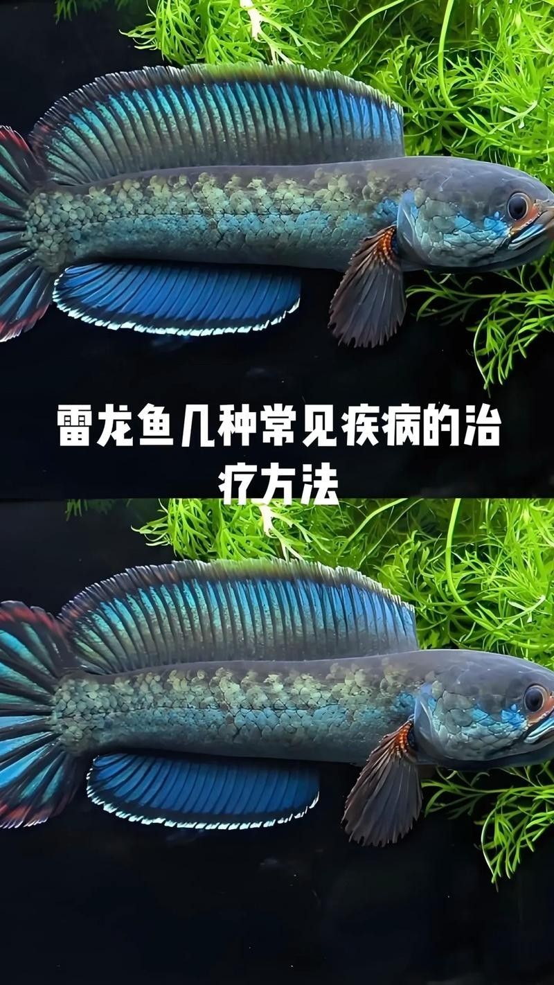 雷龍魚(yú)尾巴爛了怎么辦圖片