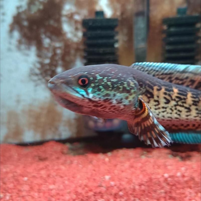 雷龍魚(yú)尾巴爛了怎么辦圖片