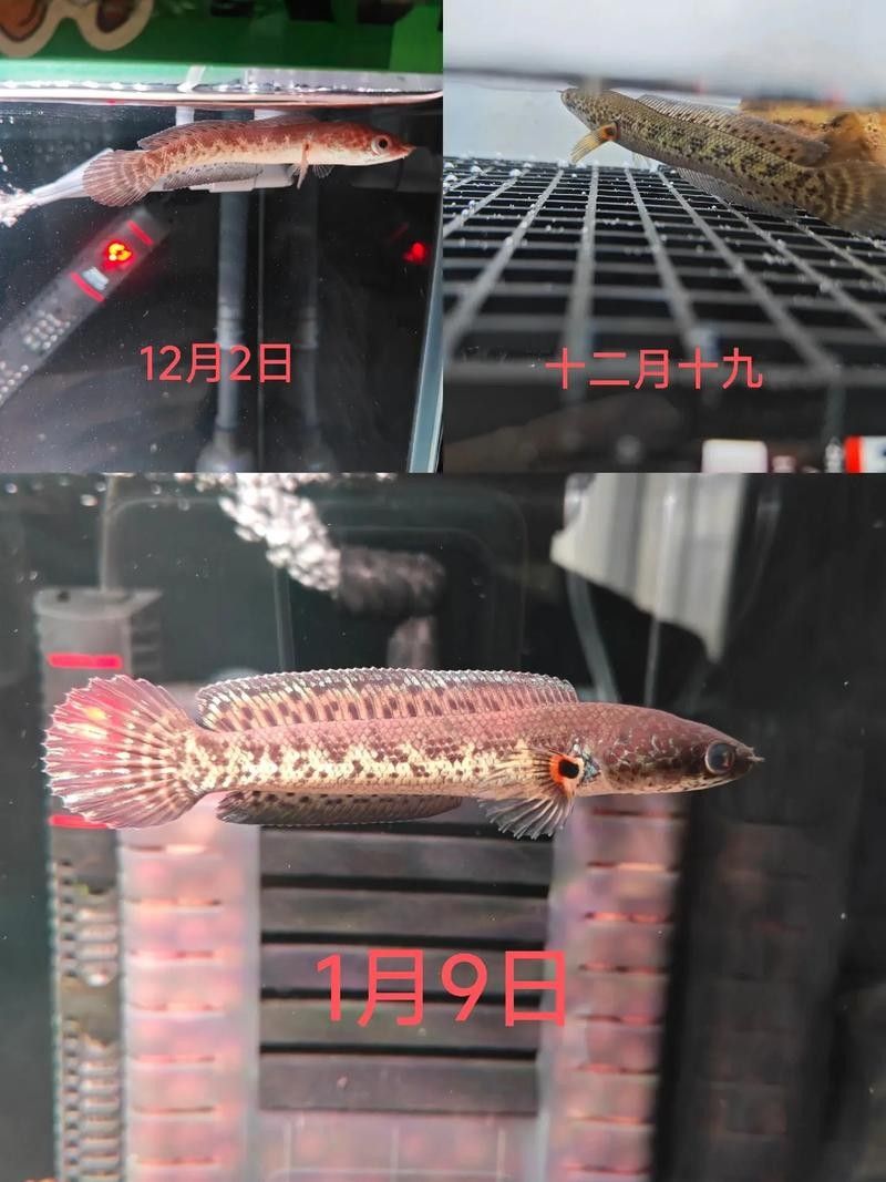 雷龍魚(yú)尾巴爛了怎么辦圖片