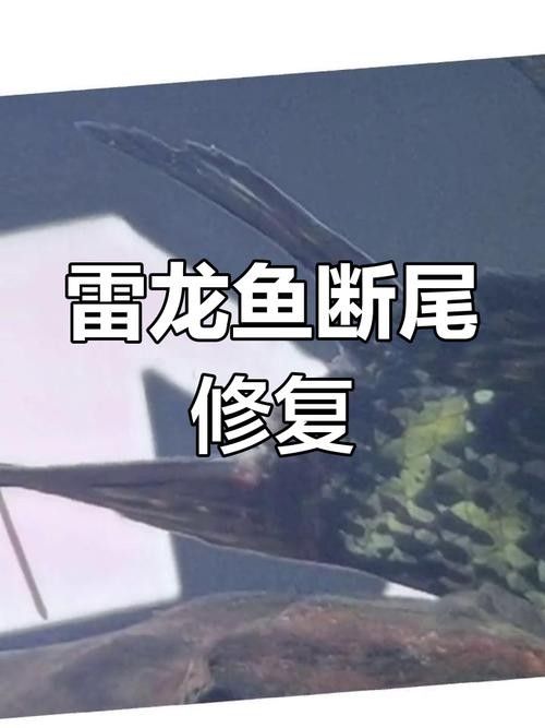 雷龍魚(yú)尾巴爛了怎么辦圖片