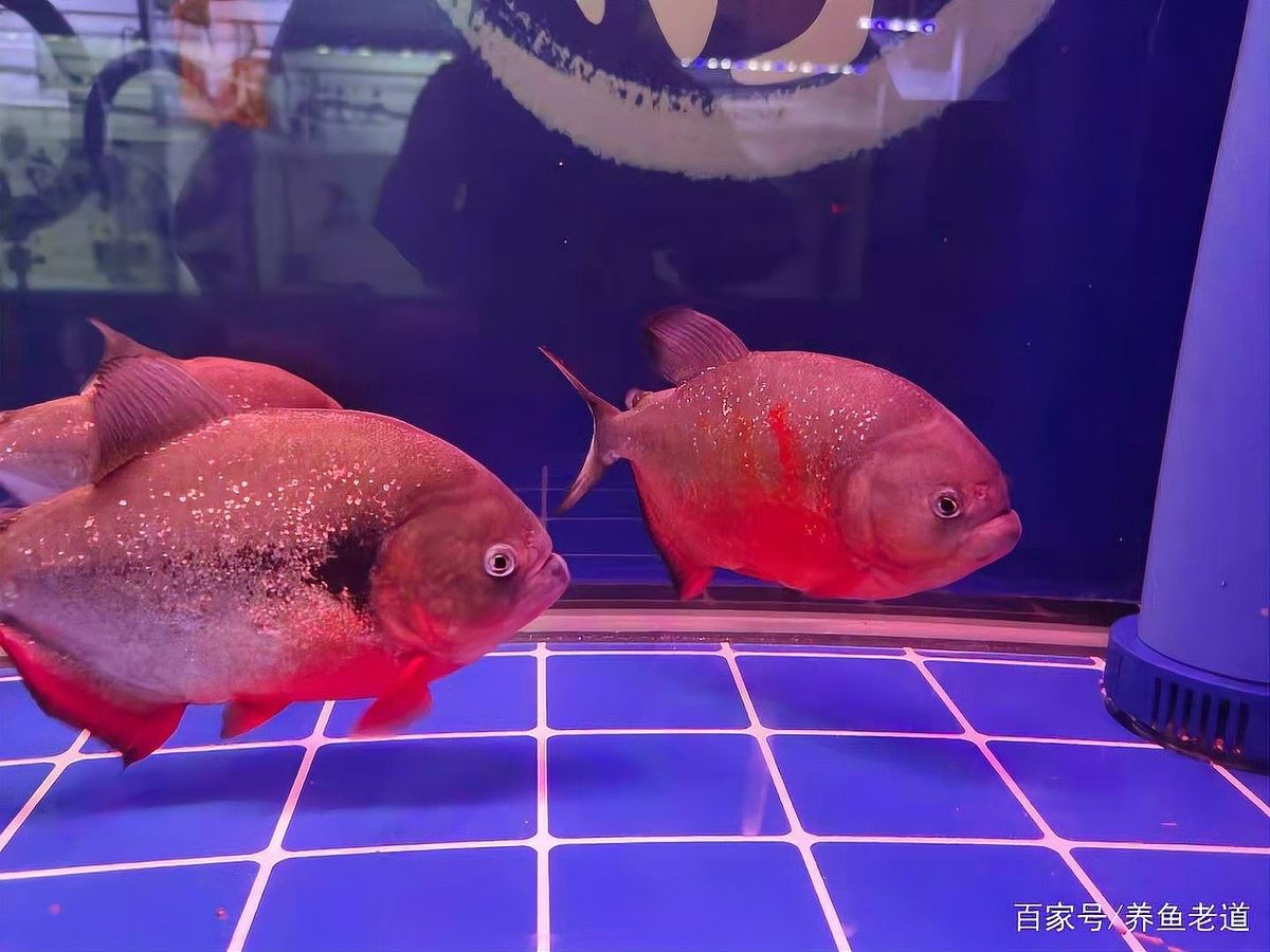 雷龍魚(yú)尾巴爛了怎么辦圖片