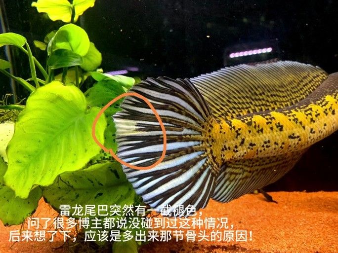 雷龍魚(yú)尾巴爛了怎么辦圖片