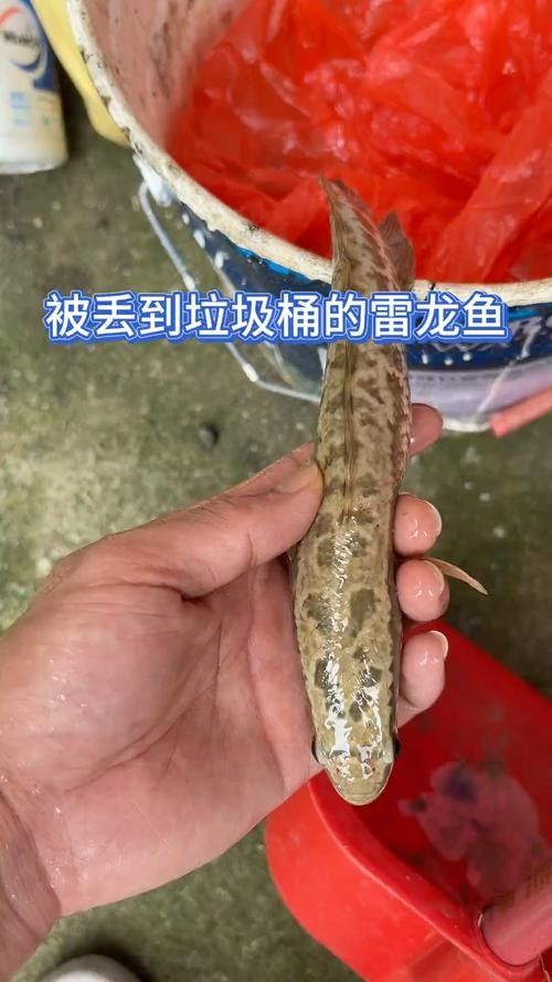雷龍魚(yú)尾巴爛了怎么辦圖片