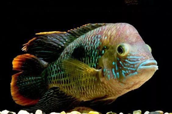 皇冠魚和龍魚能一起養么視頻
