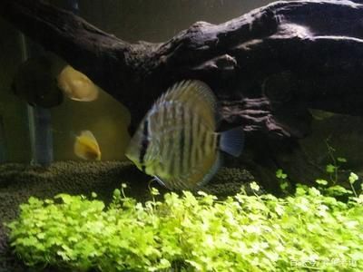 七彩和龍魚混養會怎么樣嗎：七彩神仙魚和龍魚可以混養嗎