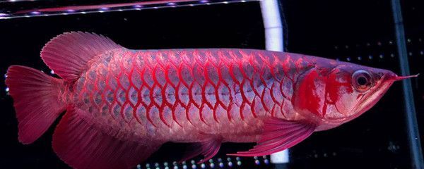 紅龍魚長到多大能變成紅色：紅龍魚的發色原理紅龍魚的飼養方法1.紅龍魚的飼養方法