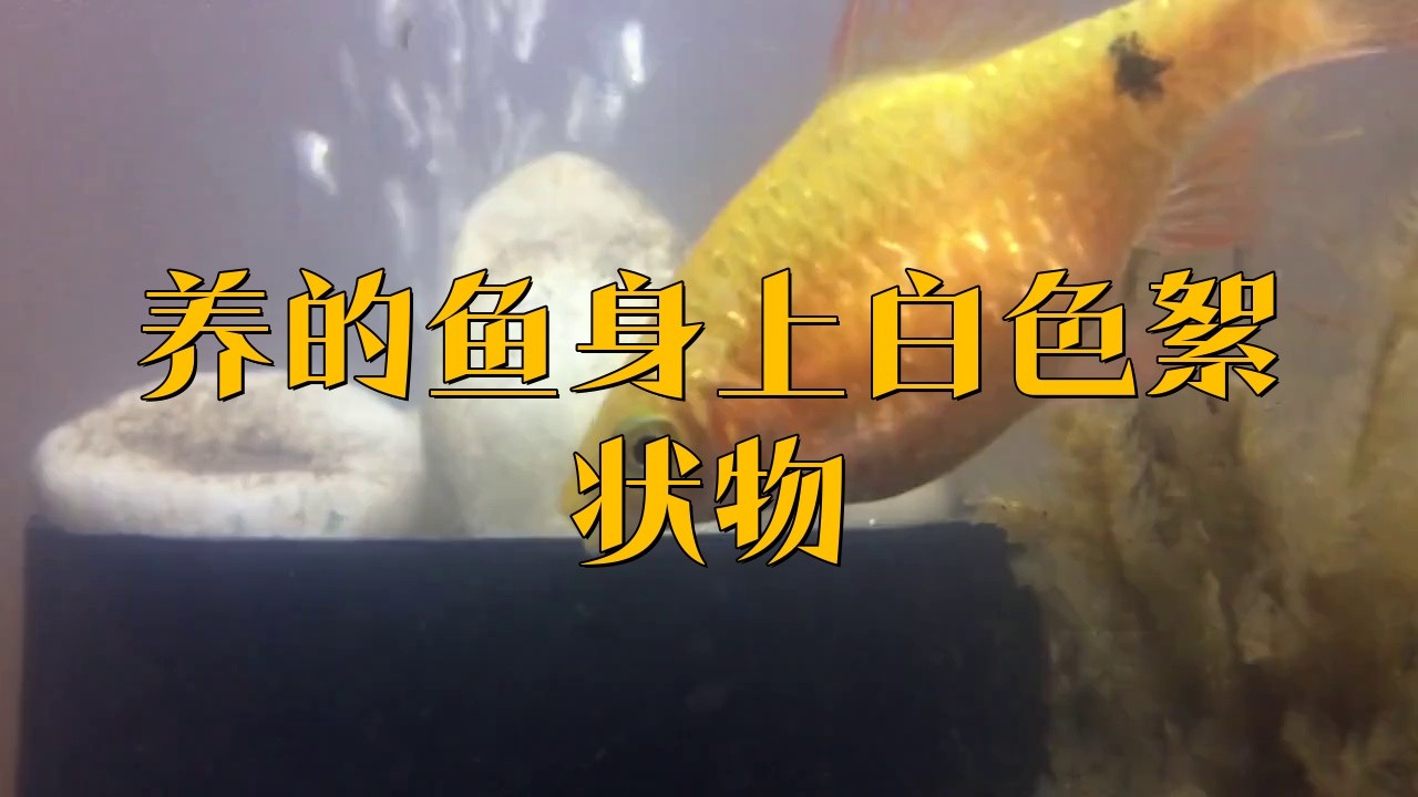 如何預防龍魚身上白膜？