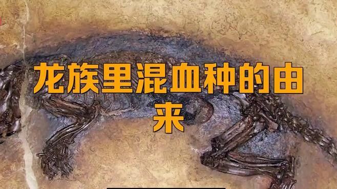 龍族與其他種族混血有何特點？