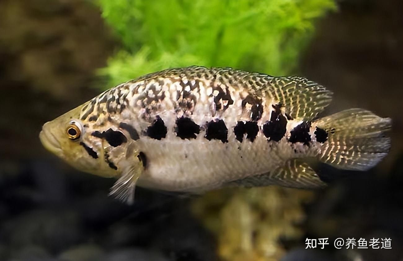幽靈火箭把龍魚咬死了：#幽靈火箭與龍魚的沖突###幽靈火箭與龍魚的沖突