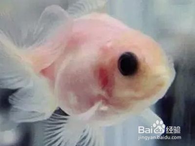 龍魚顏色變淺了怎么辦（如何判斷龍魚的顏色變淺）