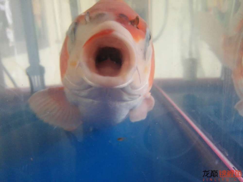 龍魚鰭碎了多久能長好（龍魚鰭碎了怎么修復）