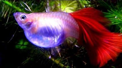 龍魚和水虎魚能混養嗎：龍魚和水虎魚可以混養但需要注意以下幾點：確保兩種魚類的大小相近