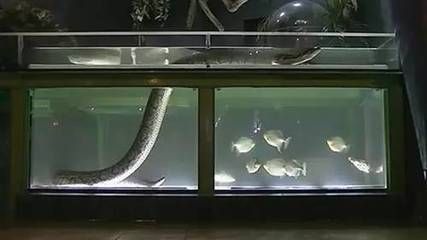 龍魚和水虎魚能混養嗎：龍魚和水虎魚可以混養但需要注意以下幾點：確保兩種魚類的大小相近