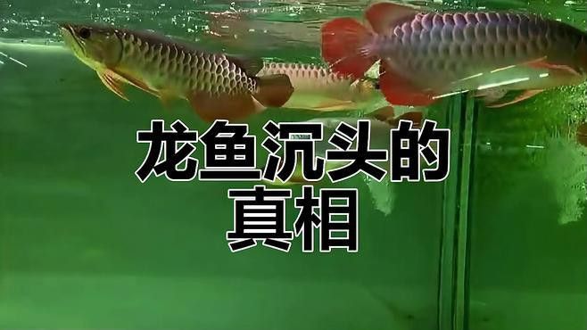 紅龍魚沉頭可以調(diào)理嗎